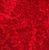 Rose Red Crushed Velvet